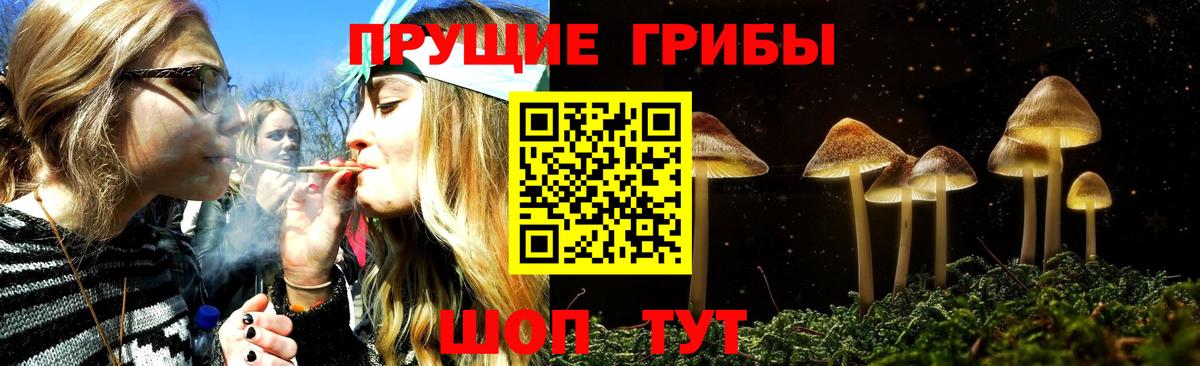 как найти   Вход с VPN  Сунжа  Псилоцибиновые грибы ЛСД 